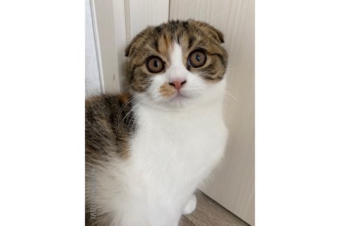 成約済の茨城県のスコティッシュフォールド-74287の5枚目